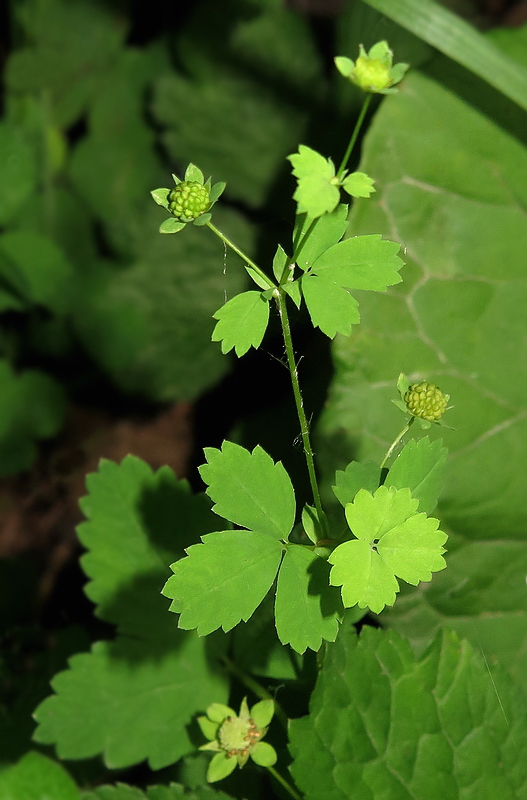 Image of Potentilla centigrana specimen.