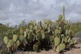 Opuntia engelmannii