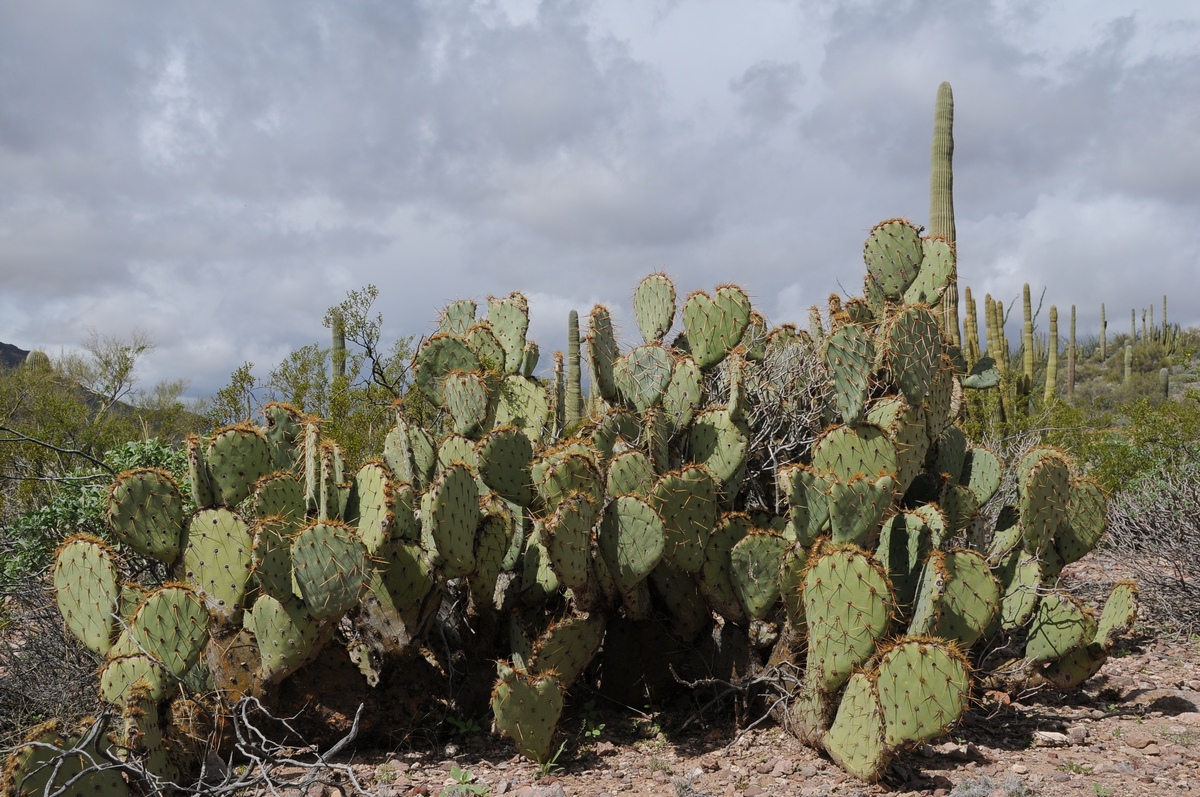 Изображение особи Opuntia engelmannii.