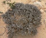 Echiochilon fruticosum