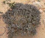 Echiochilon fruticosum. Цветущее растение. На заднем плане слева - Thymelaea hirsuta. Египет, окр. г. Эль-Дабаа, фригана. 09.03.2017.