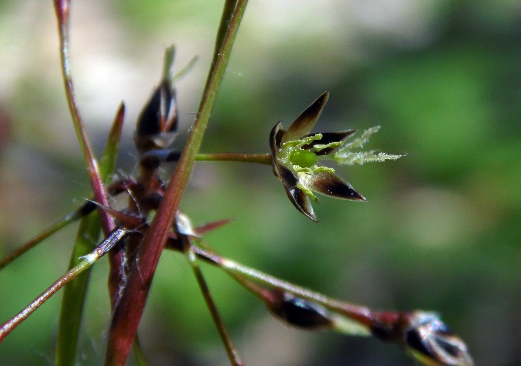 Image of Luzula pilosa specimen.