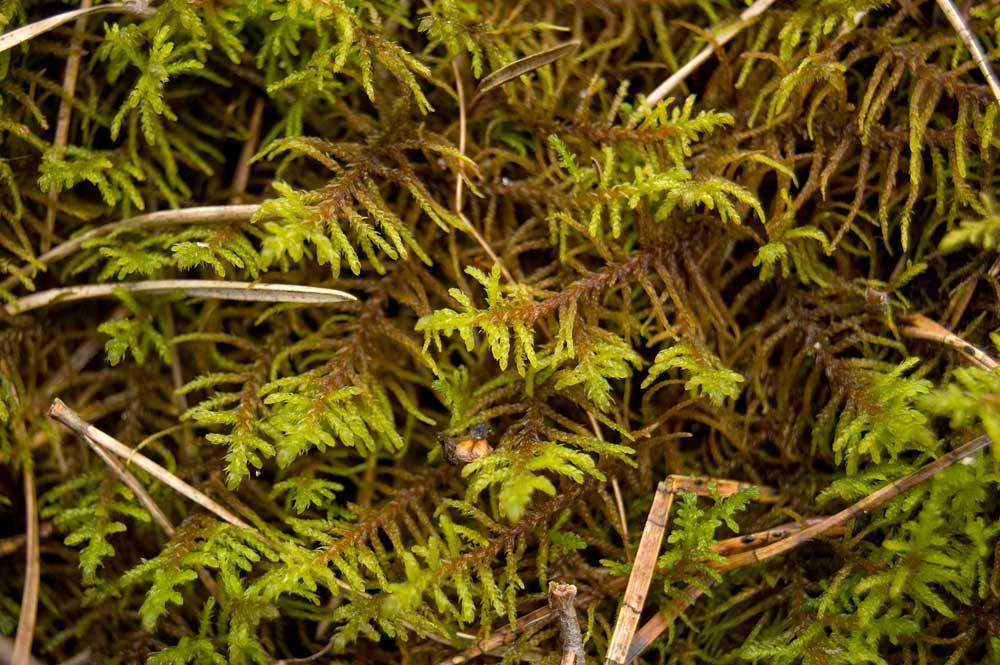 Изображение особи Abietinella abietina.