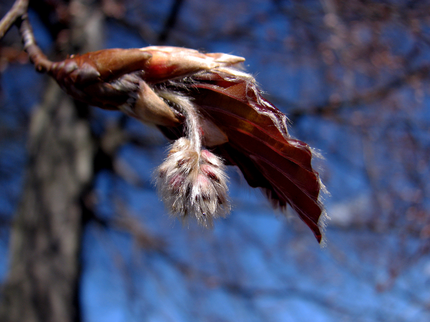 Изображение особи Fagus sylvatica.