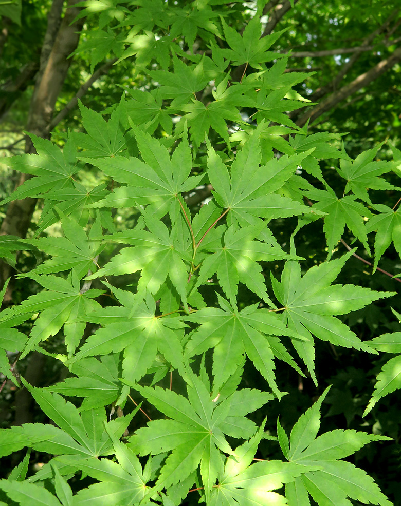 Image of Acer palmatum specimen.