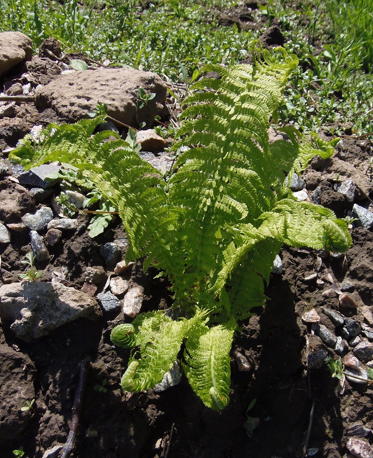 Изображение особи Matteuccia struthiopteris.