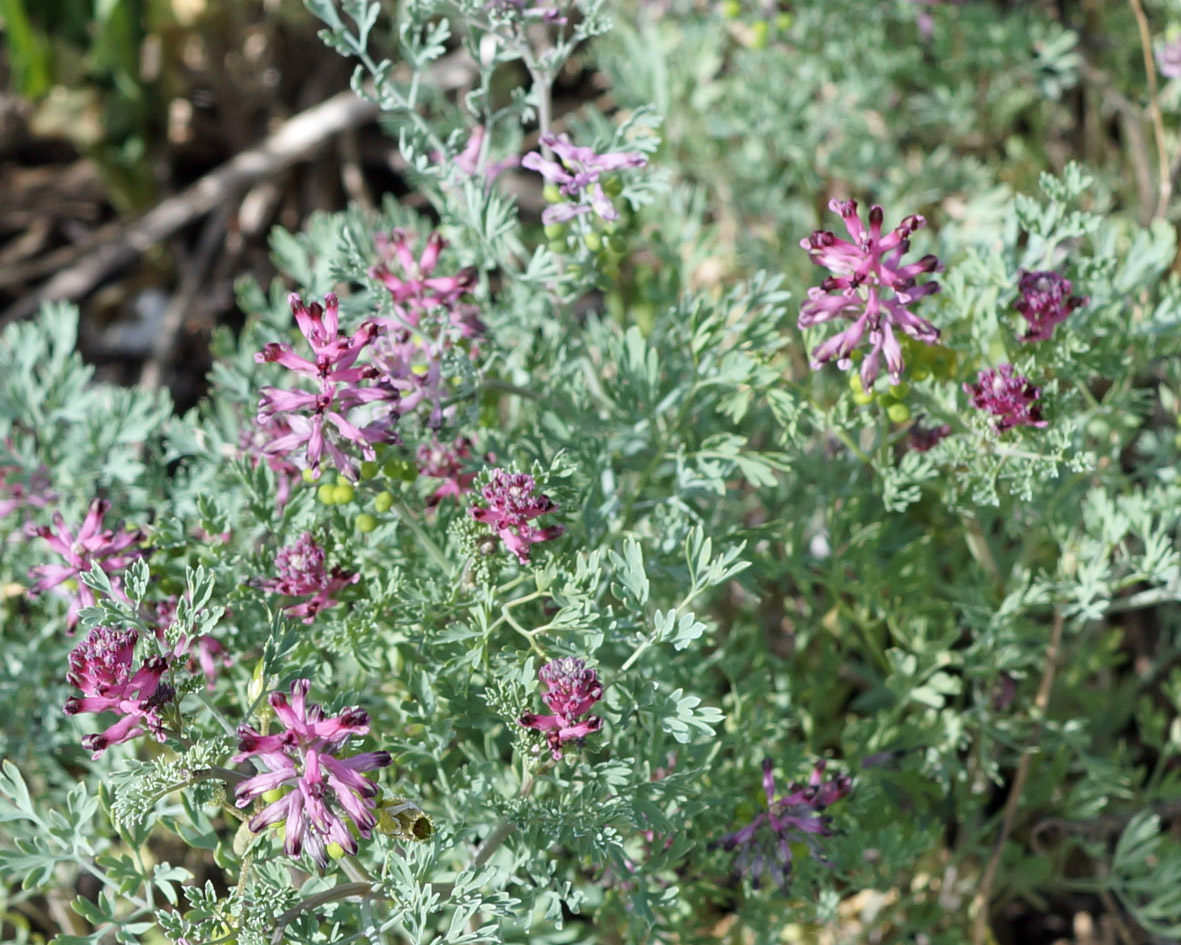 Изображение особи Fumaria officinalis.