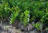 Drynaria quercifolia. Спороносящие растения. Малайзия, о-в Пенанг, национальный парк Пенанг, песчаный пляж. 06.05.2017.