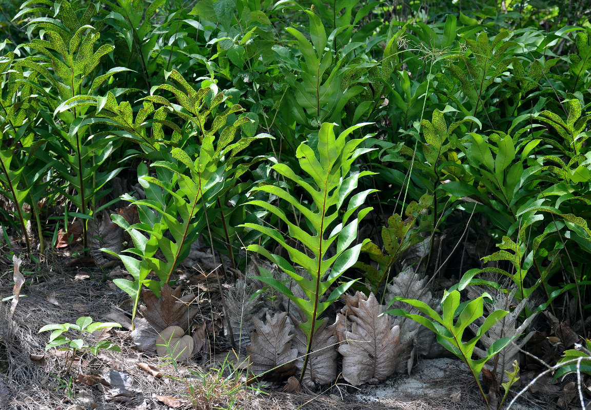 Image of Drynaria quercifolia specimen.