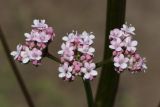 род Valeriana. Соцветие. Ростовская обл., Неклиновский р-н, Фёдоровское с/п, на краю лесопосадки. 26.05.2017.