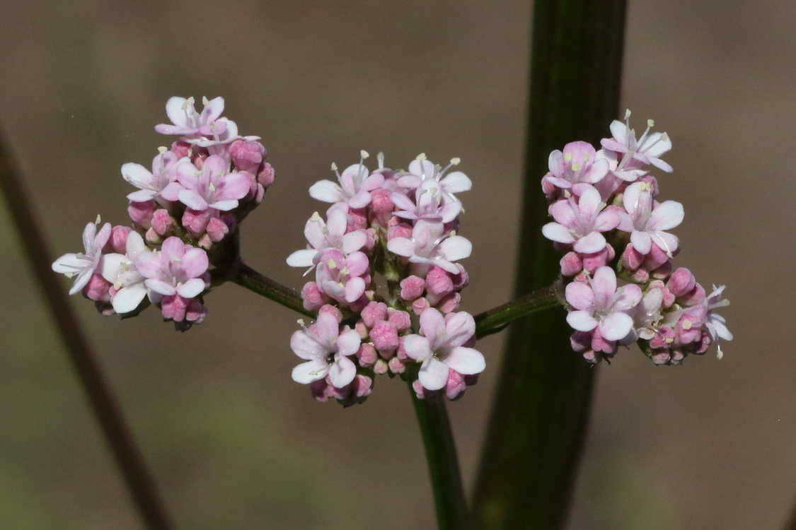 Image of genus Valeriana specimen.