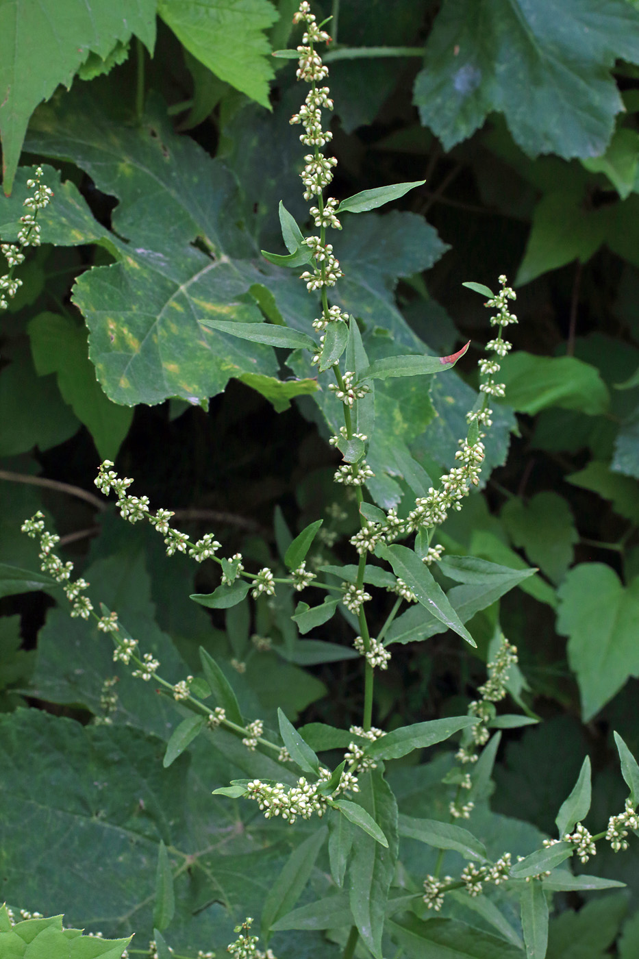 Изображение особи Rumex conglomeratus.