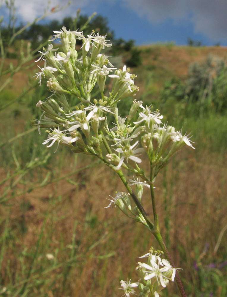 Image of Silene wolgensis specimen.