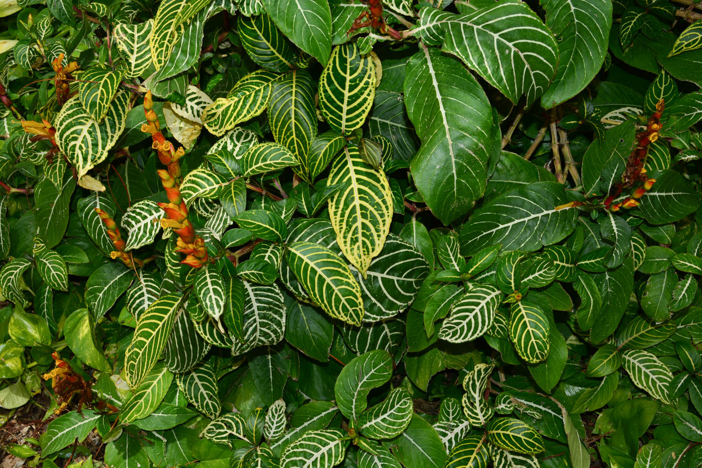 Image of Sanchezia speciosa specimen.