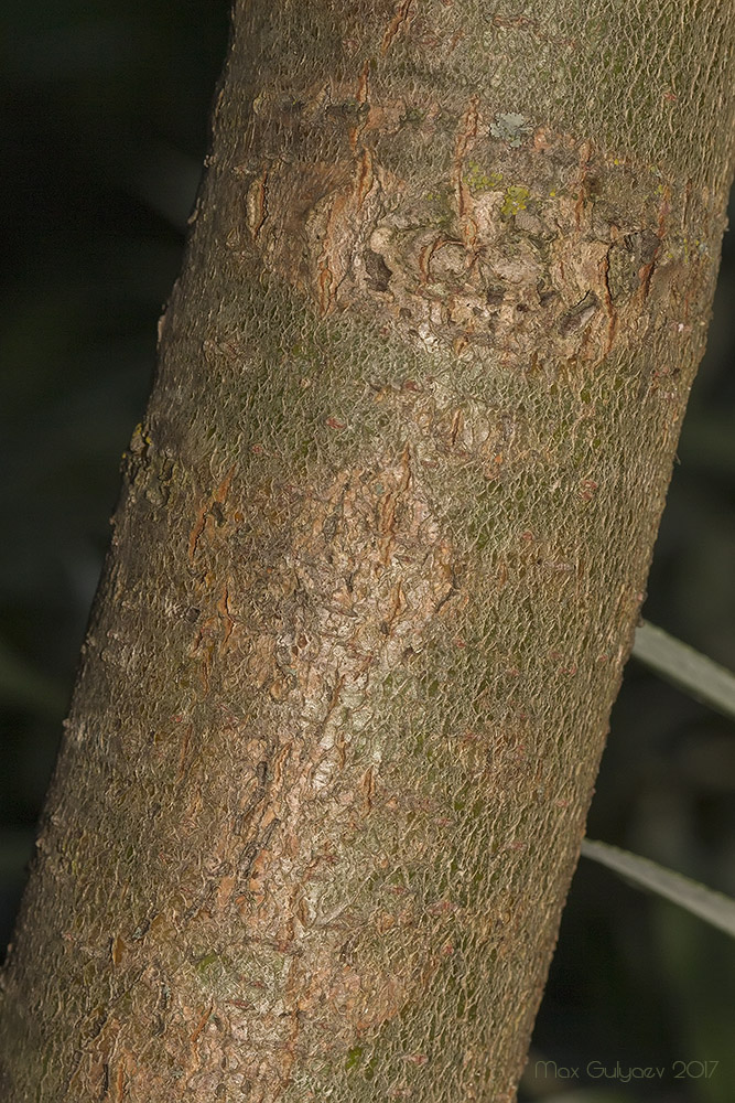 Изображение особи Salix alba.