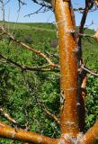Crataegus chlorocarpa