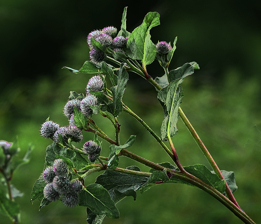 Image of Arctium tomentosum specimen.