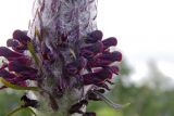 Pedicularis atropurpurea. Часть соцветия. Республика Адыгея, Майкопский р-н, Кавказский биосферный заповедник, восточное подножие горы Фишт, территория туристского приюта \"Фишт\", луг, выс. ок. 1590 м н.у.м. 15.07.2017.