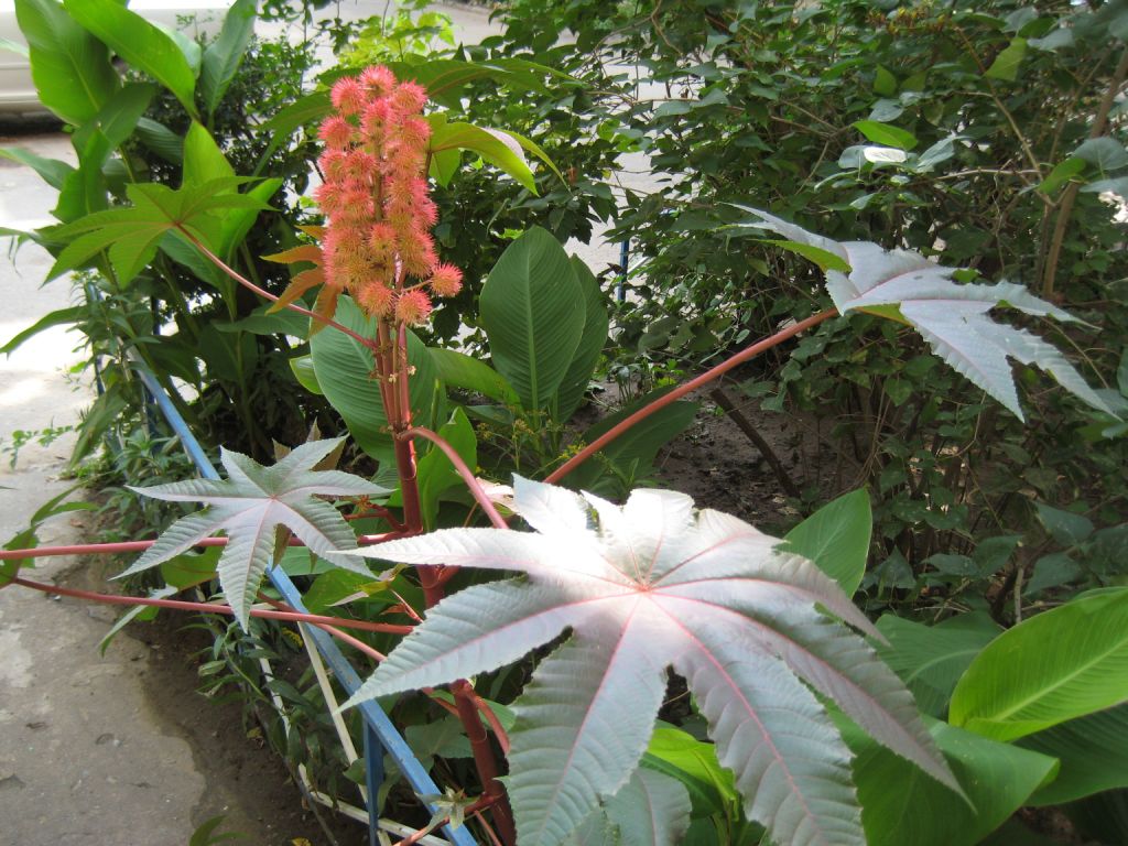 Изображение особи Ricinus communis.