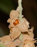 Image of taxon representative. Author is Татьяна Мальчинская