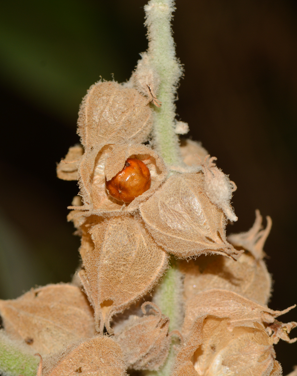 Image of Withania somnifera specimen.