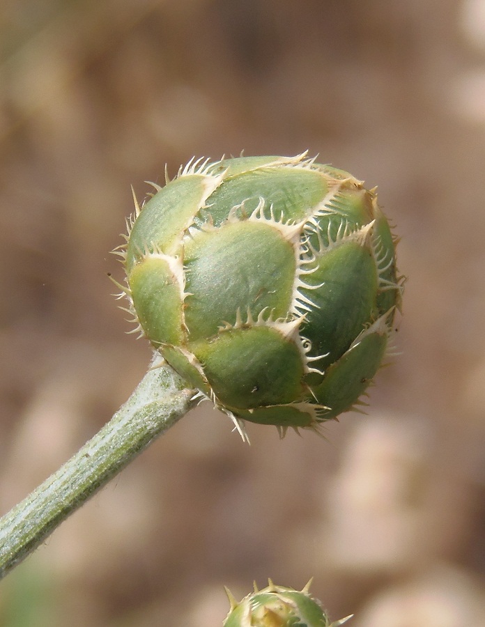 Изображение особи Centaurea salonitana.