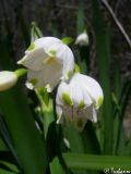 Leucojum aestivum