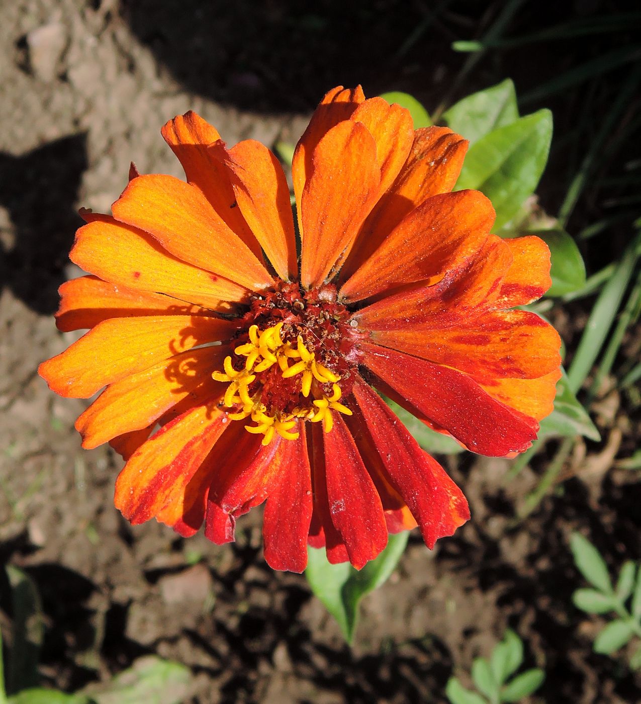 Изображение особи Zinnia elegans.