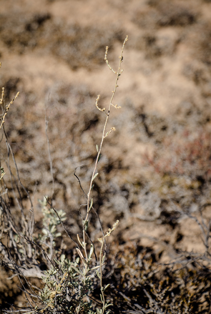 Image of Atriplex cana specimen.