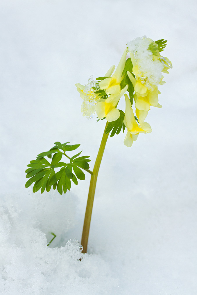 Image of Corydalis bracteata specimen.