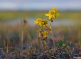 Caltha arctica