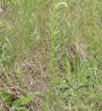 genus Reseda