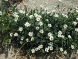 Stellaria ruscifolia. Цветущее растение в расщелине скалы над морем. Магаданская обл., Ольский р-н, Ольское побережье, в окр. устья руч. Наледный. 15.07.2015.