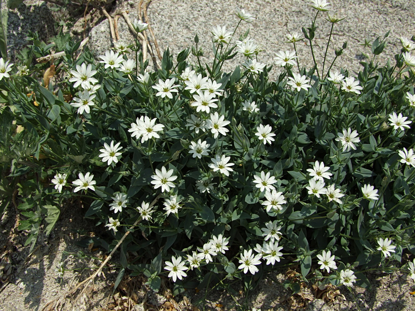 Image of Stellaria ruscifolia specimen.