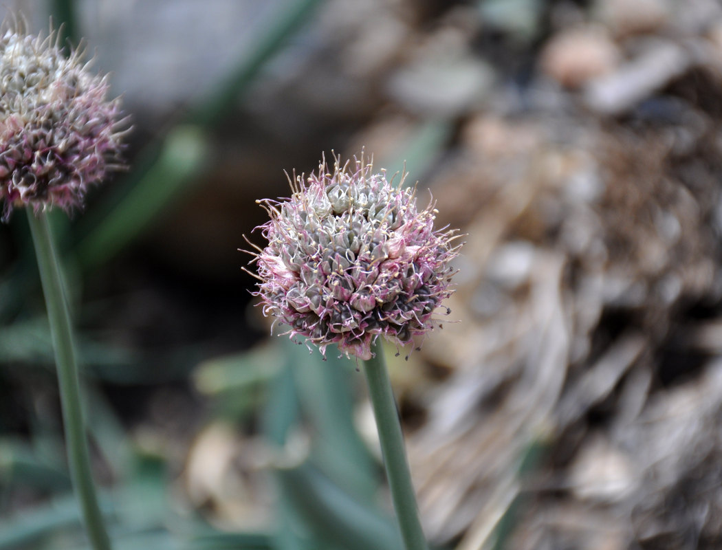 Image of Allium carolinianum specimen.