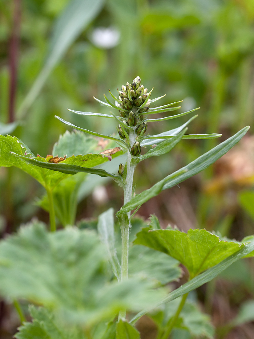 Изображение особи Omalotheca norvegica.