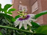 Passiflora edulis. Побег с цветком. Израиль, г. Бат-Ям, в культуре. 19.11.2017.