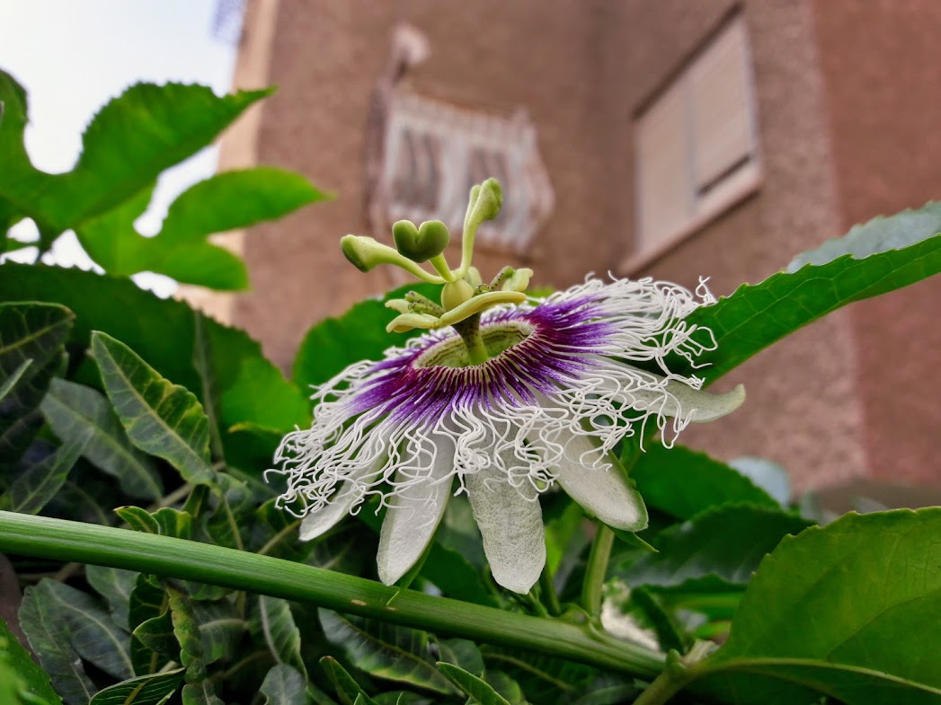 Изображение особи Passiflora edulis.