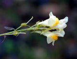 Linaria acutiloba. Соцветие. Якутия, Алданский р-н, г. Томмот, правый берег р. Алдан. 23.07.2016.