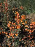 Berberis trigona. Часть кроны цветущего кустарника (cv. 'Orange King'). Великобритания, Шотландия, Эдинбург, Royal Botanic Garden Edinburgh. 4 апреля 2008 г.