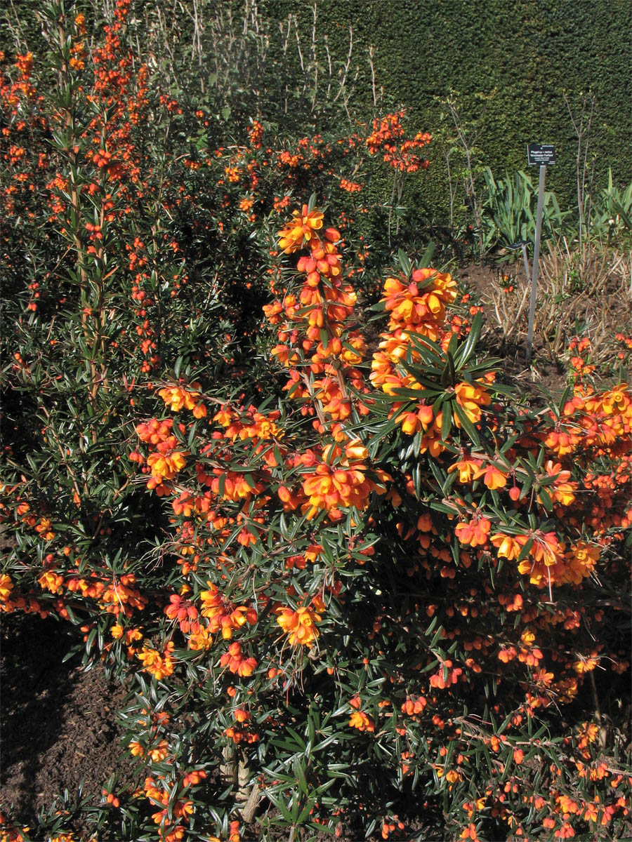 Изображение особи Berberis trigona.