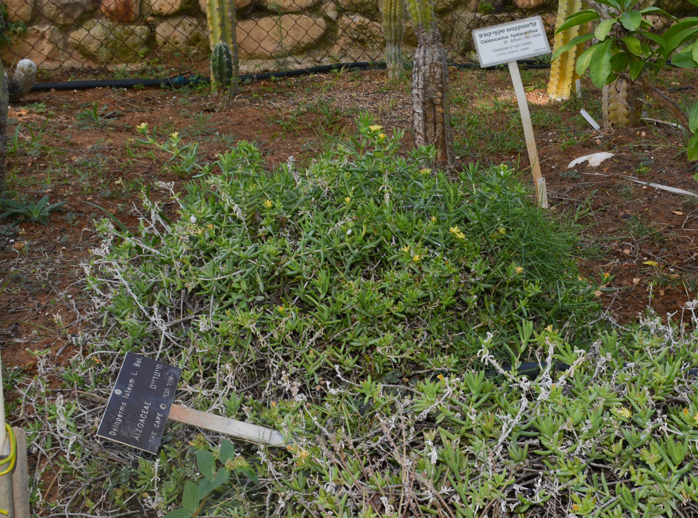 Image of Delosperma luteum specimen.