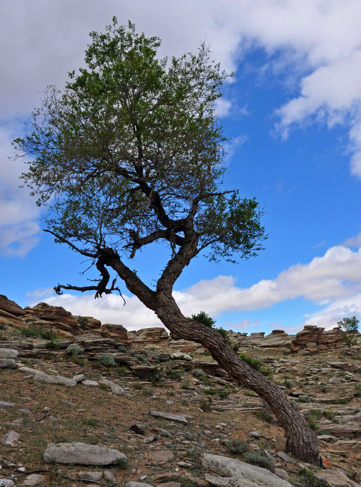 Image of Ulmus pumila specimen.