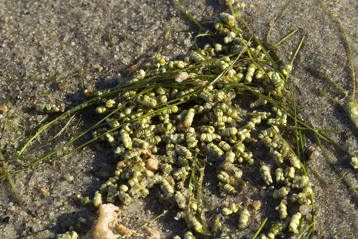 Image of Ruppia maritima specimen.