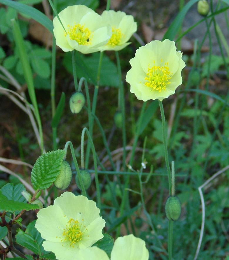 Image of Papaver nudicaule ssp. gracile specimen.