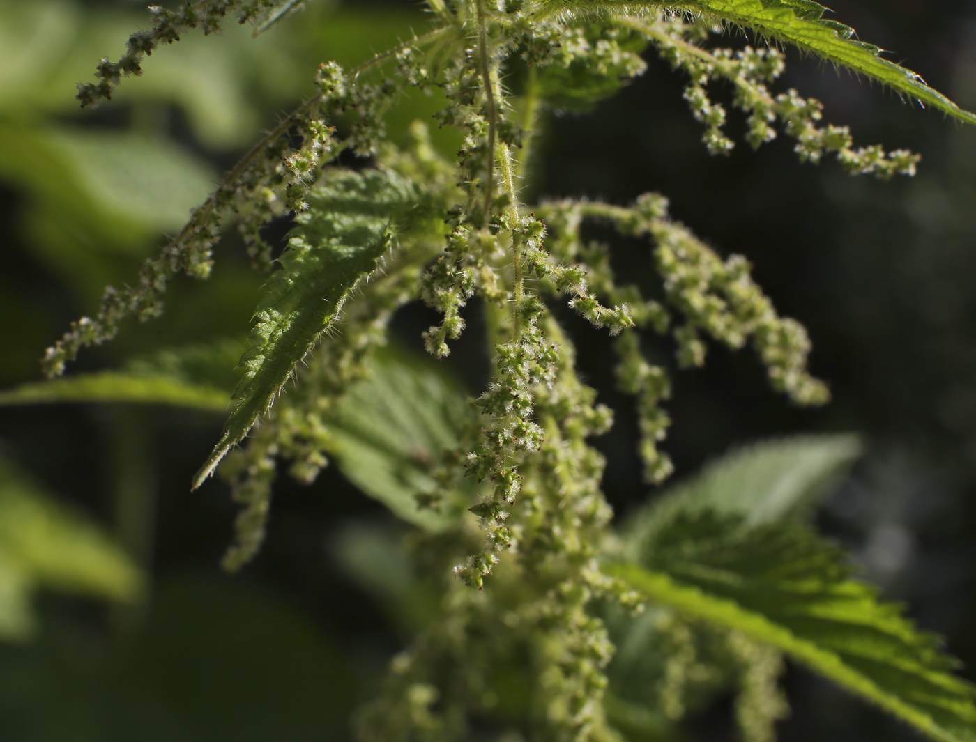 Image of Urtica dioica specimen.