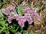 Goniolimon speciosum