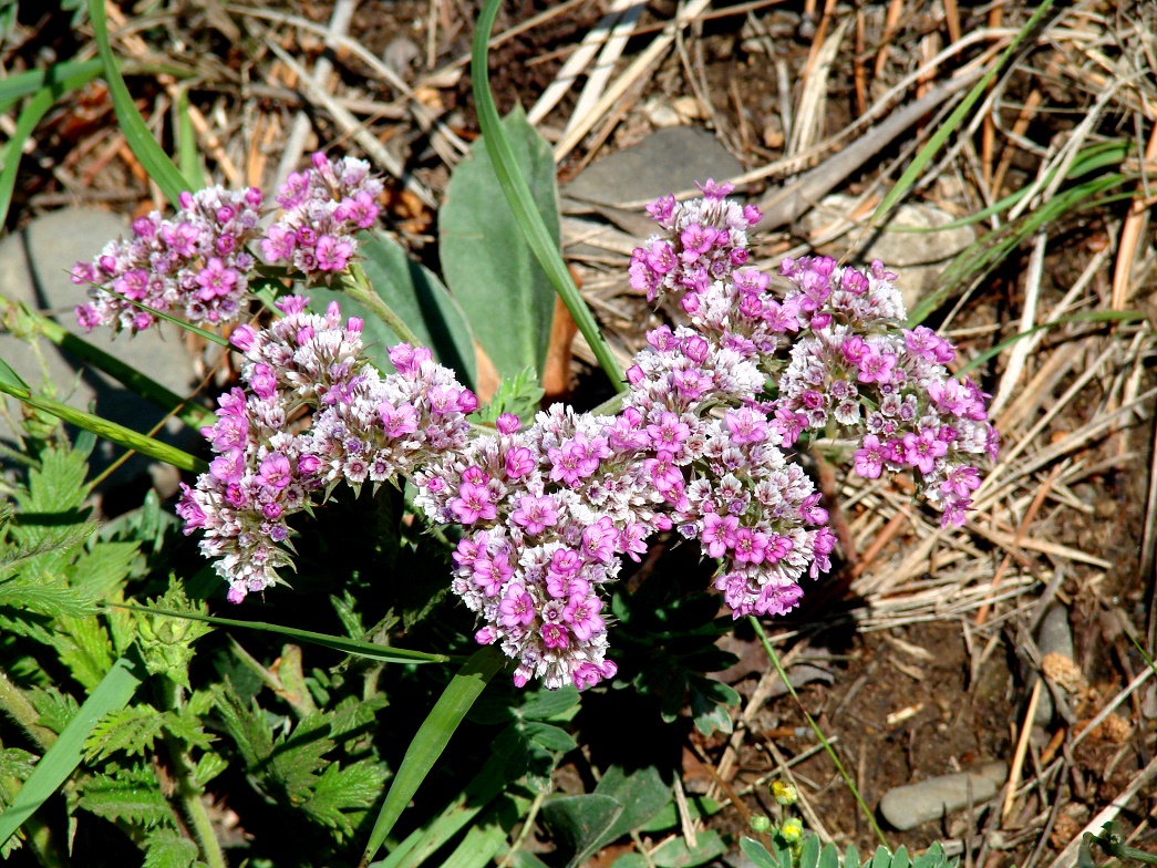 Изображение особи Goniolimon speciosum.