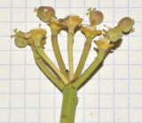 Euphorbia schimperi