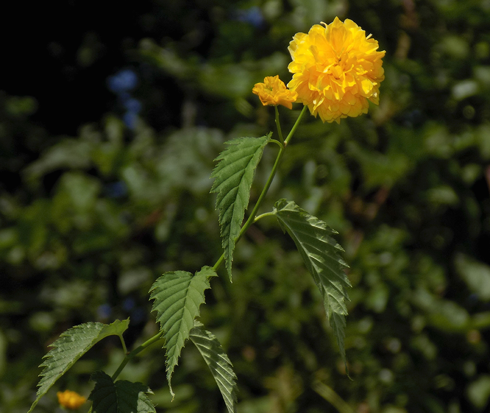 Изображение особи Kerria japonica var. pleniflora.